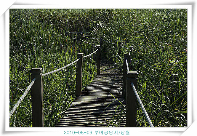 2010년 궁남지 연꽃