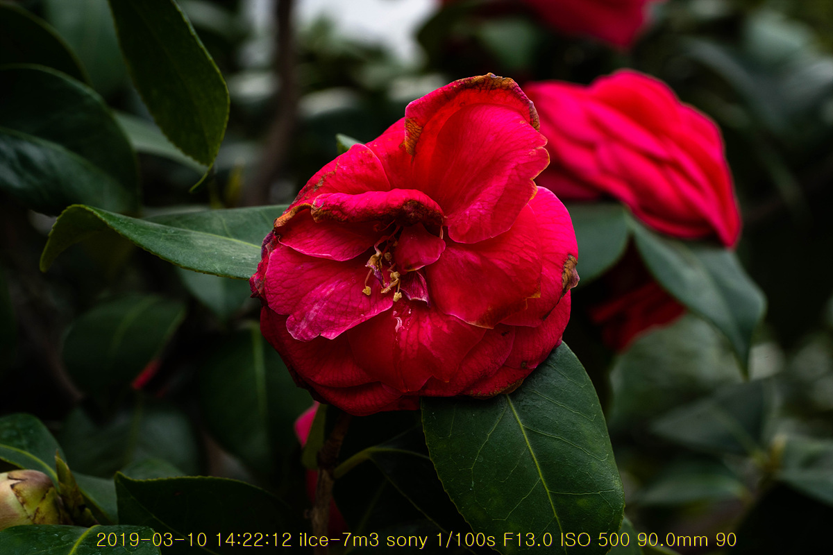 31-20190311-82