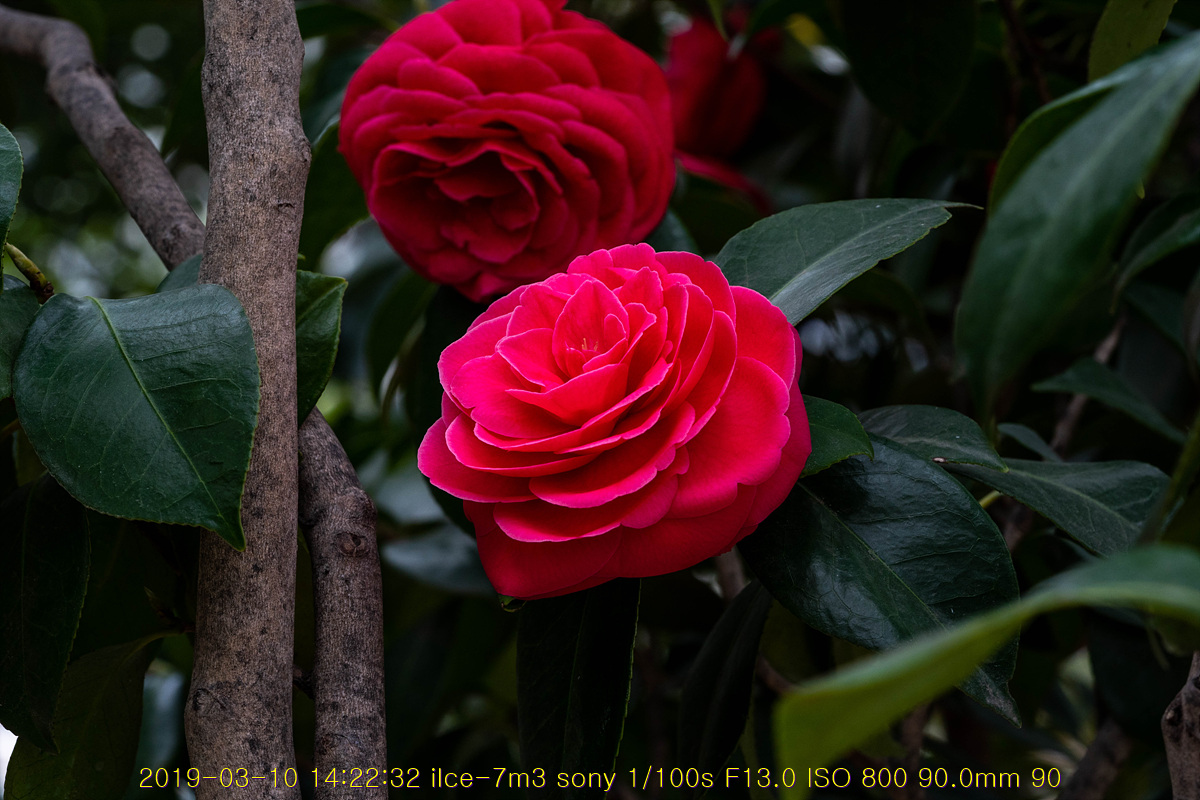 31-20190311-84