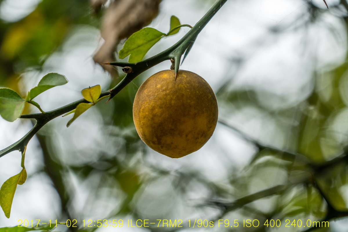 _BDS3352