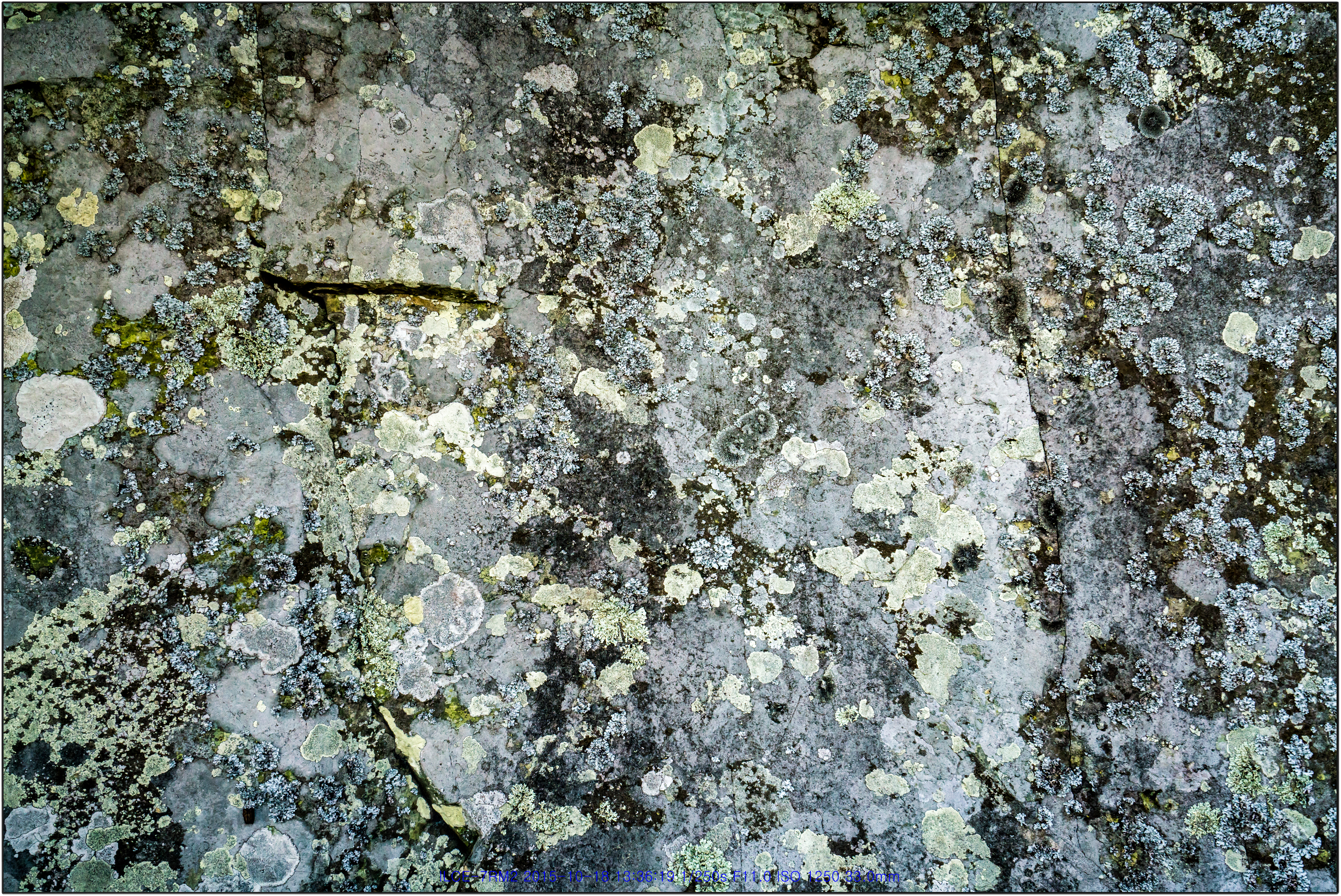 암화만발(巖花萬發)