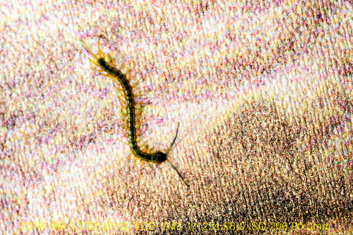 N1_08727