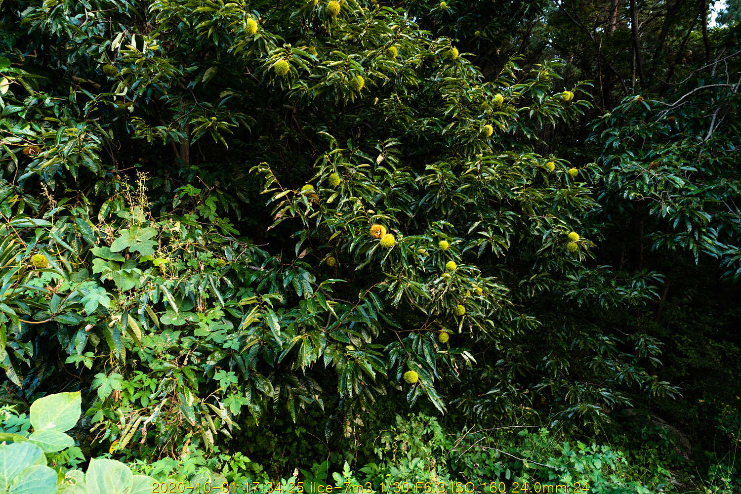 bam20201013-003