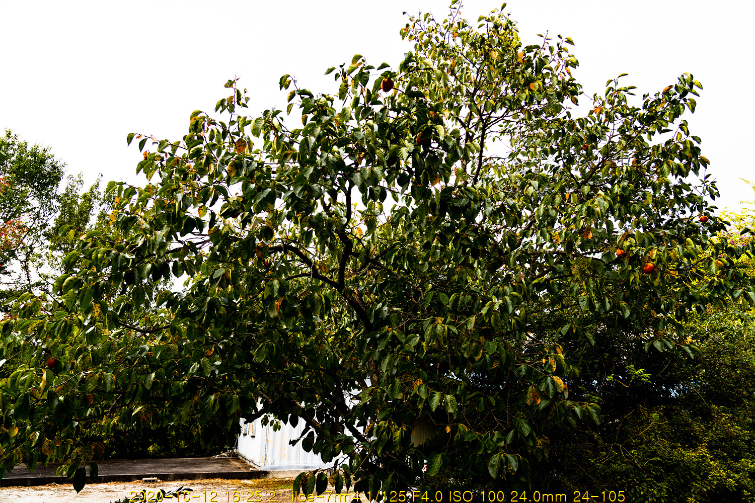 gam20201013-003