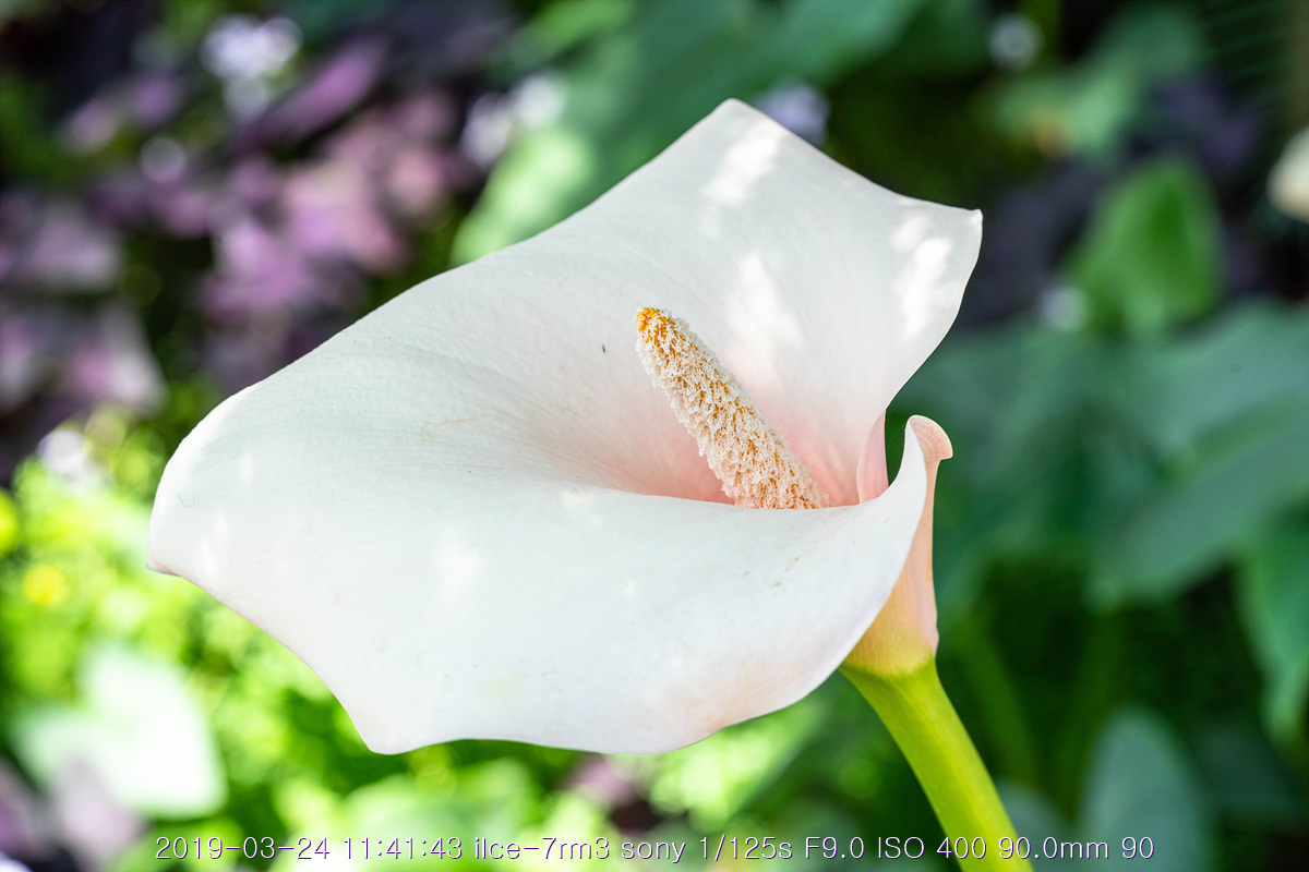 see-20190327-102