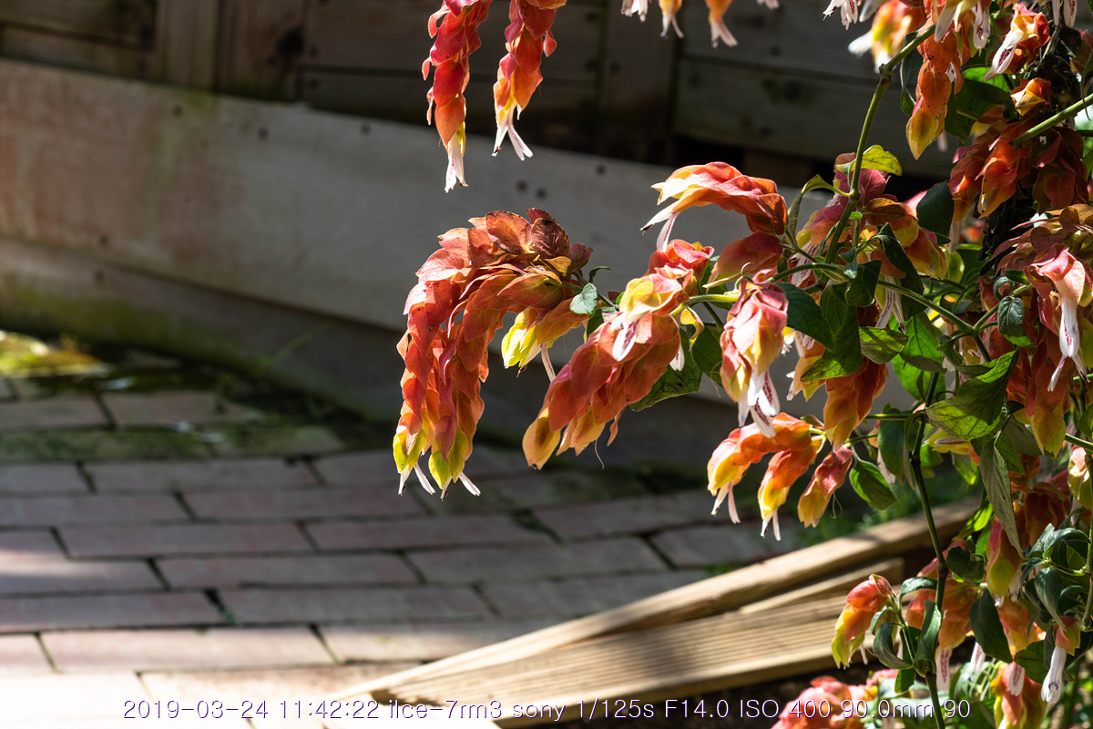 see-20190327-106