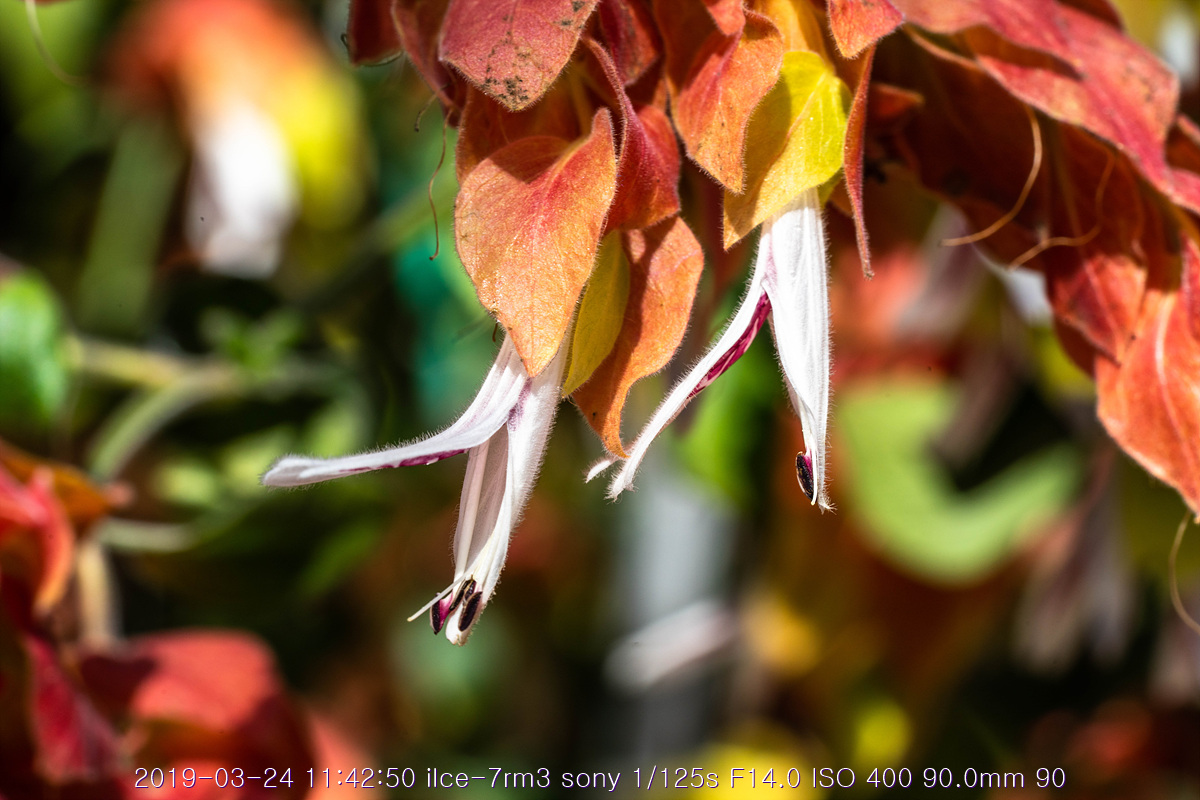 see-20190327-108