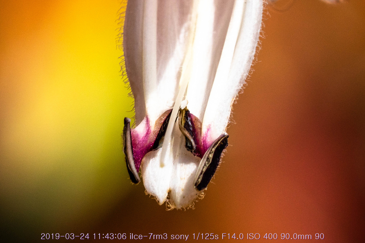 see-20190327-109