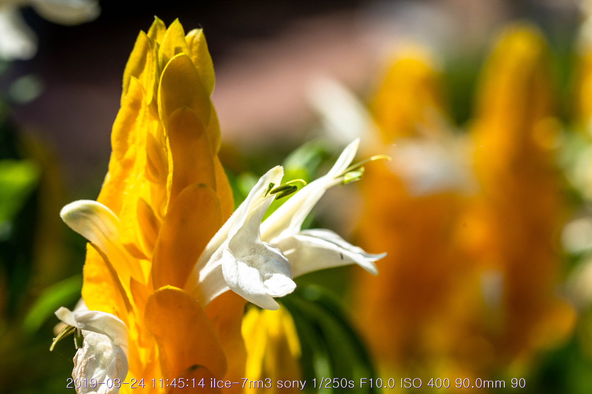 see-20190327-118