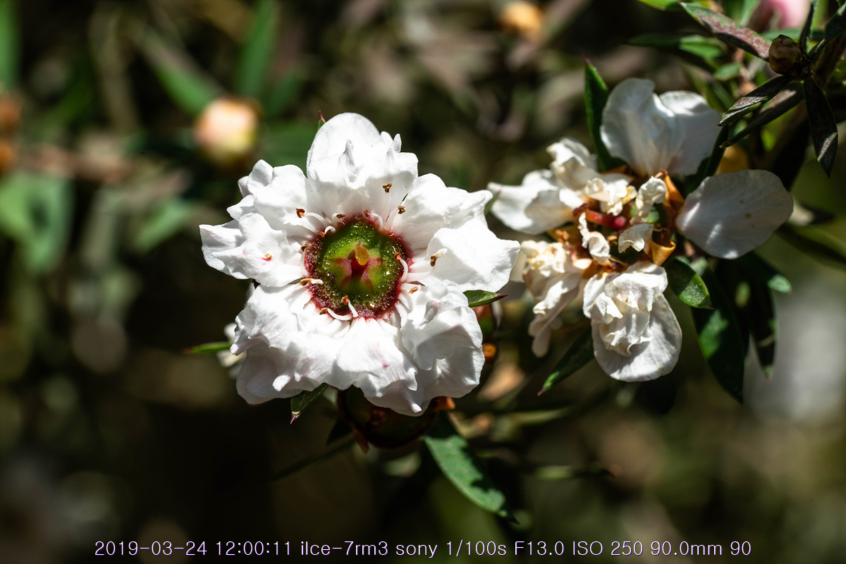 see-20190327-152