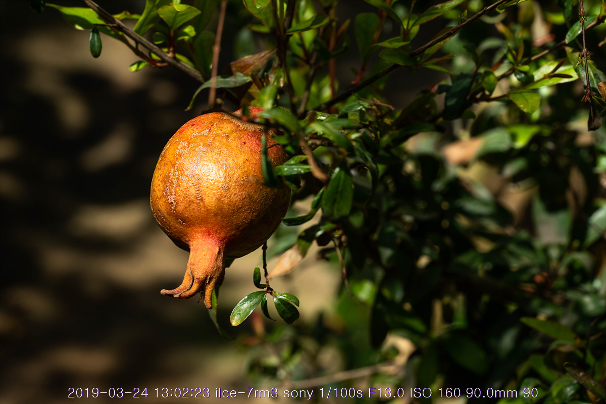 see-20190327-246