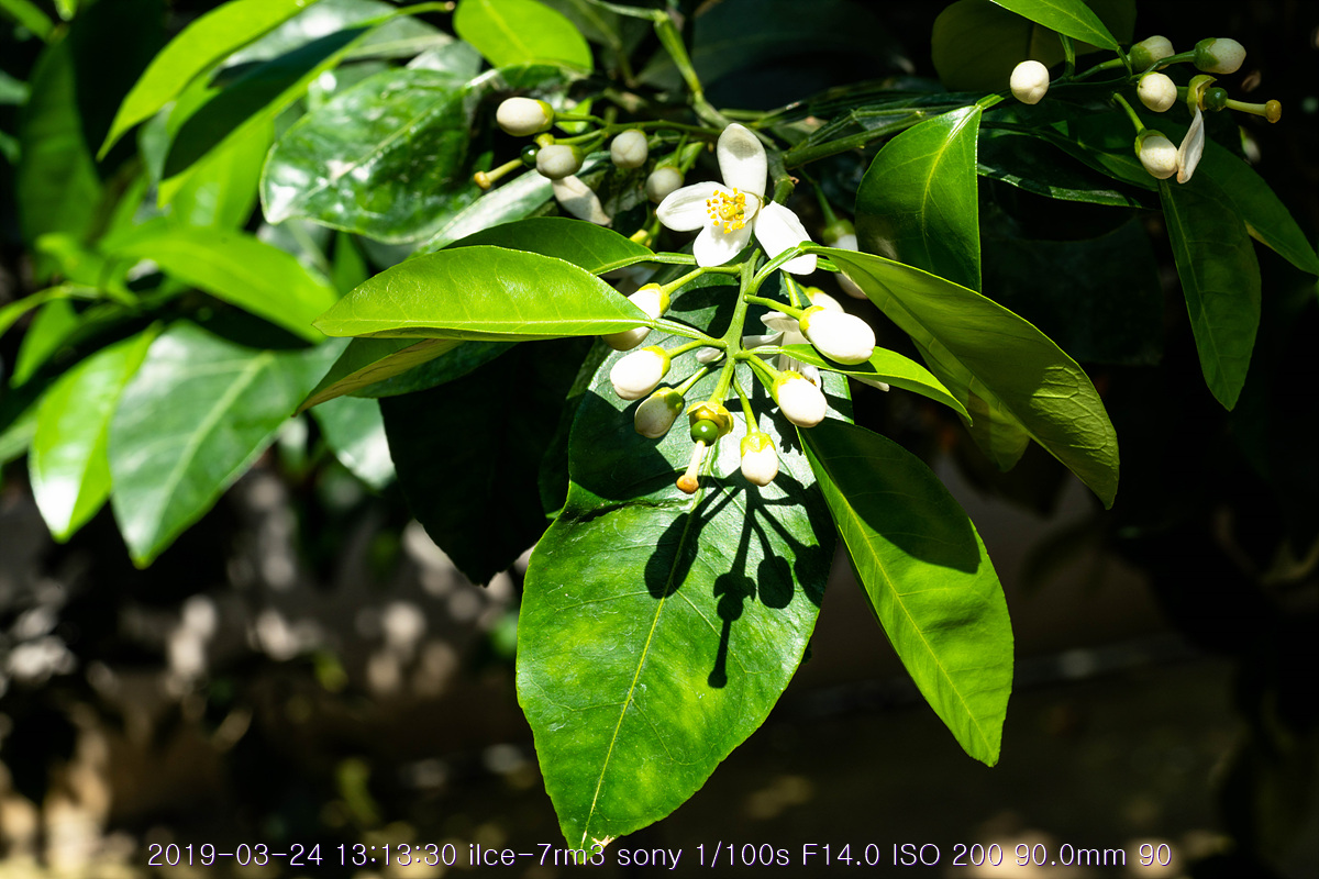 see-20190327-258