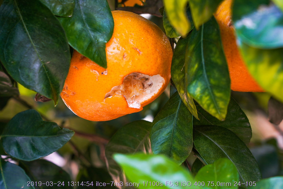 see-20190327-263