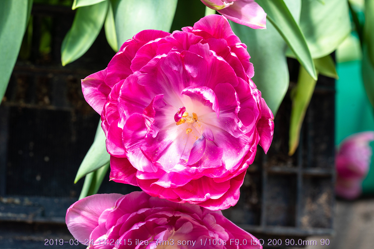 see-20190327-272