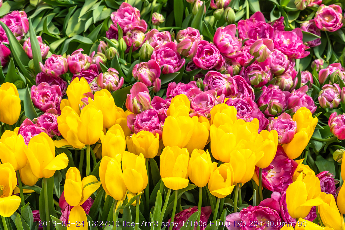 see-20190327-279