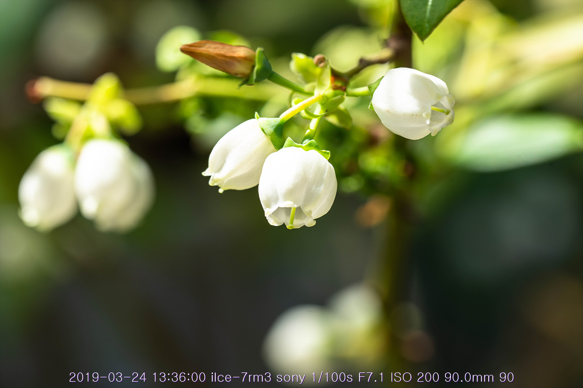 see-20190327-293