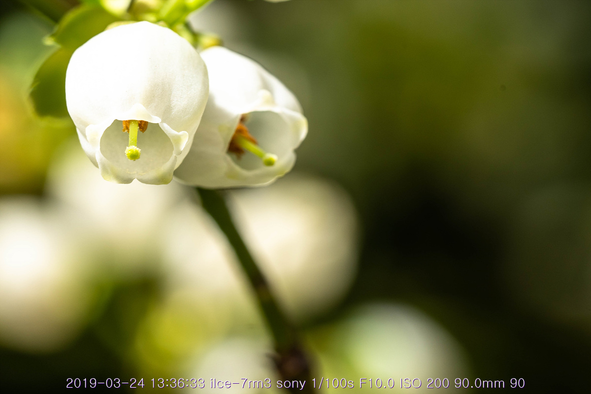 see-20190327-295