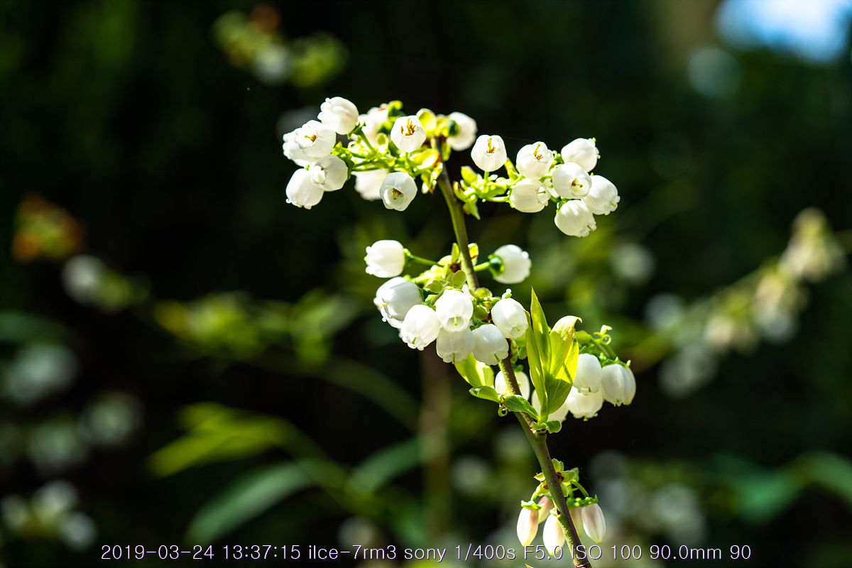 see-20190327-296