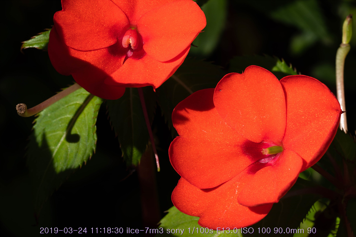see-20190327-39