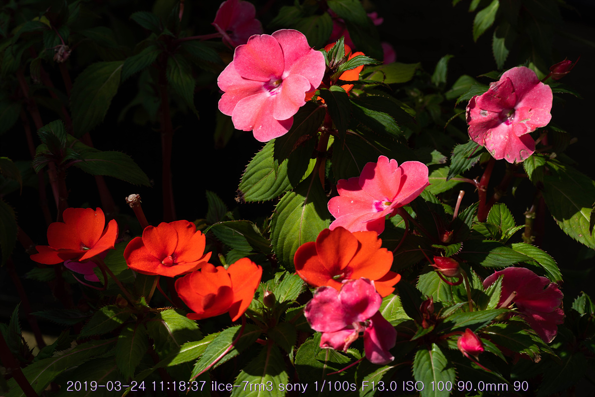 see-20190327-40