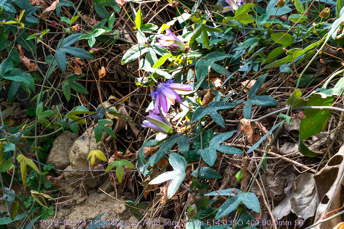 see-20190327-78