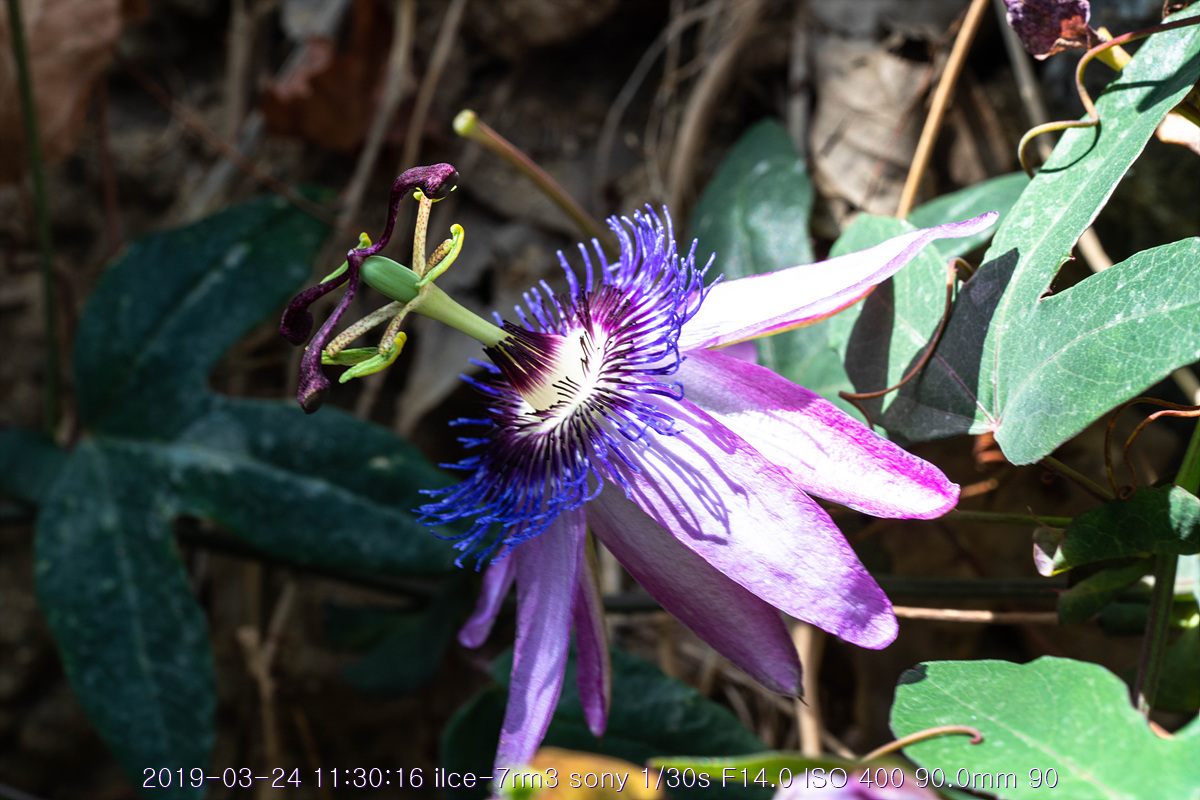 see-20190327-79