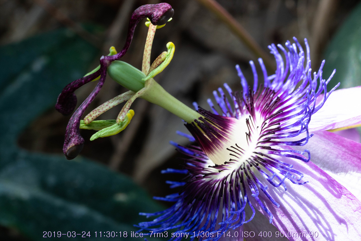 see-20190327-80