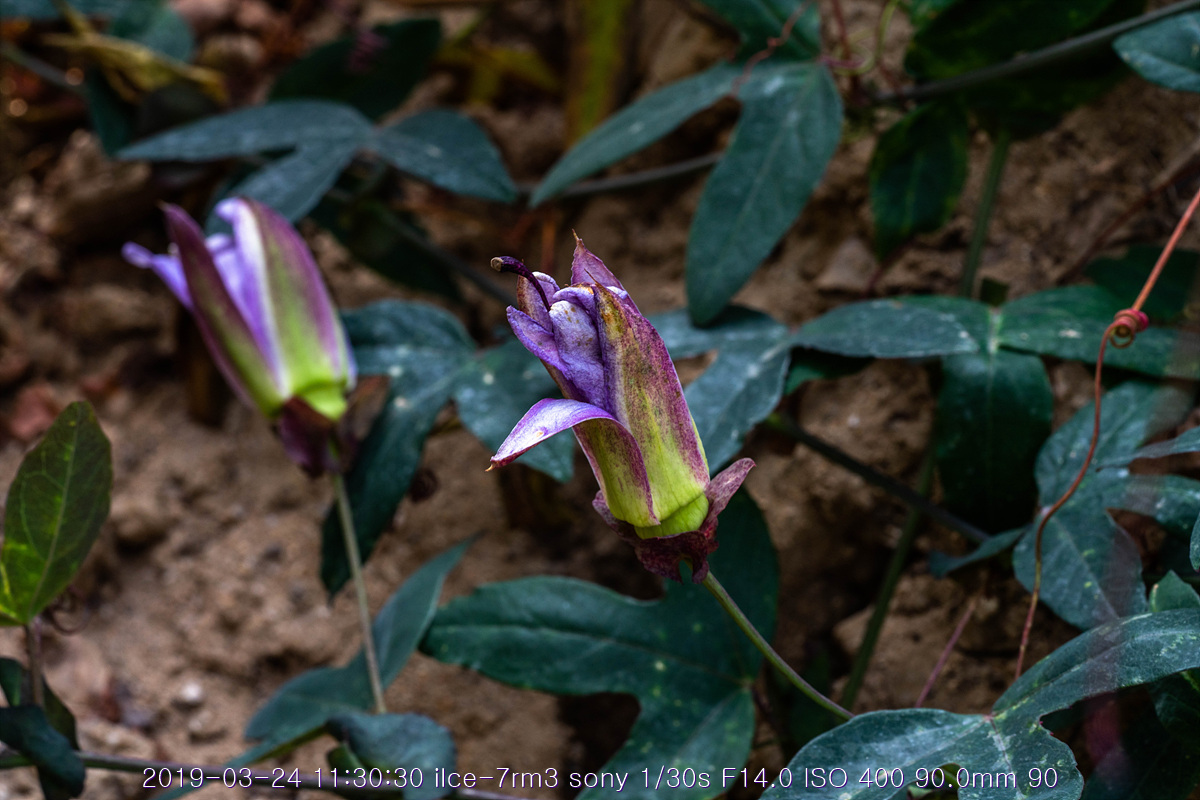 see-20190327-82
